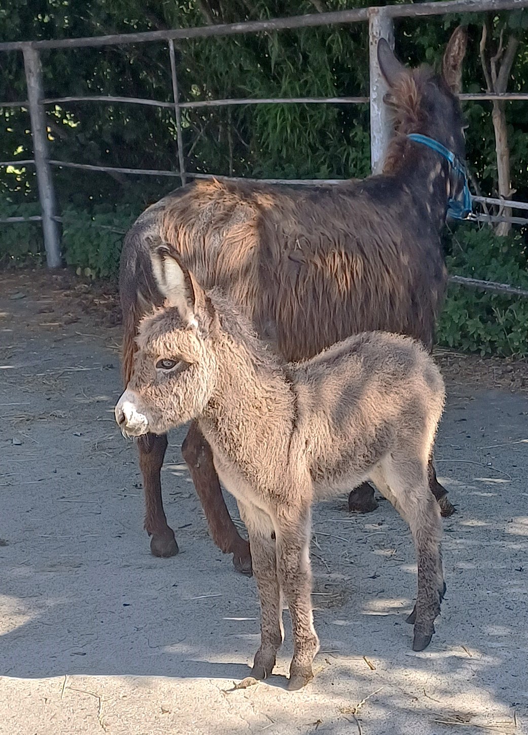 Fohlen 18.2